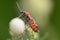 Lygaeus kalmii - Small milkweed bug