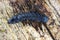 Lygistopterus sanguineus larva (Predatory) on wood. Net-winged beetles in the family Lycidae.