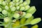 Lygus Bug form the family Miridae on oilseed rape canola plants. A common pest of many crops