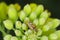 Lygus Bug form the family Miridae on oilseed rape canola plants. A common pest of many crops