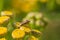 Lygus Bug Standing on Tansy Flower