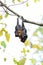 Lyie\'s flyingfox