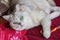 Lying adult white cat on a red background with knitted mittens bright Christmas lollipop