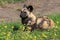 Lying african hunting dog