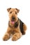 Lying Airedale Terrier on white background