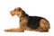 Lying Airedale Terrier on white background