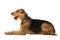 Lying Airedale Terrier on white background