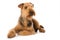 Lying Airedale Terrier on white background