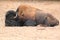 Lying american bison