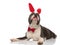 Lying american bully wearing bowtie and bunny ears looks up