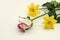 Lying it at an angle on white background  white rosebud with a pink border and two yellow daffodils,