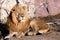 Lying around and looking patronizing. powerful lion male with a chic mane consecrated by the sun