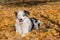 Lying Australian shepherd in yellow fallen leaves