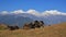 Lying baby buffalo and snow capped mountains