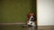 Lying beagle dog on the home laminate floor slider video shoot