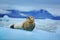 Lying Bearded seal on white ice with snow in arctic Svalbard, dark mountain in background