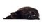 Lying black cat isolated