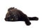 Lying black cat isolated