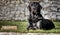 Lying black labrador in the garden