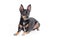 Lying black toy terrier dog front view looking aside isolated