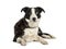 Lying black and white Border collie dog, isolated