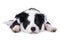 Lying border collie puppy isolated on a white background