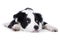 Lying border collie puppy isolated on a white background