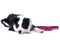 Lying border collie puppy with leash