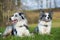 Lying Border Collies