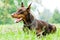 Lying brown doberman pinscher