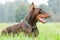 Lying brown doberman pinscher