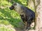 Lying Brown hyaena, Parahyaena brunnea, looks around