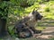 Lying Brown hyaena, Parahyaena brunnea, looks around