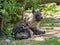 Lying Brown hyaena, Parahyaena brunnea, looks around