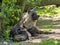 Lying Brown hyaena, Parahyaena brunnea, looks around