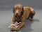 Lying brown retriever, hunting dog on the gray carpet, photographed in a studio.