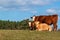 Lying bull on pasture against blue sky. Cattle on the farm. Pasture in the Czech Republic - Europe. Breeding beef touch.