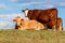 Lying bull on pasture against blue sky. Cattle on the farm. Pasture in the Czech Republic - Europe. Breeding beef touch.