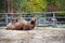 A lying camouflage animal, also known as Two-humped or Bactrian Camel