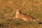 Lying cheetah cub