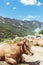 Lying cows resting on a sunny day in the San Isidro mountain pass in Asturias Spain