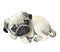 lying cute little pug puppy.pets.little dog.watercolor illustration.