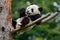 Lying cute young Giant Panda feeding feeding bark of tree