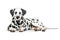 Lying Dalmatian dog isolated