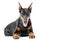 Lying dobermann pinscher on isolated background