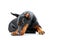 Lying dobermann pinscher looking sad