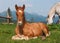 Lying Down Foal at Alpine Meadow