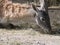 Lying and eating Guanaco Lama Guanaco Lama guanicoe head shot profile portrait in stall