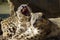Lying family of Snow Leopard Irbis