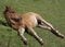 lying foal